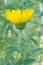 Lemonyellow false golden-aster flower