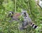 A lemur and baby