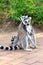 Lemur and baby