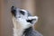 Lemur with beige background
