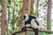 Lemur, black-and-white ruffed lemur in trees and nature. Andasibe