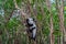 Lemur, black-and-white ruffed lemur in trees and nature. Andasibe