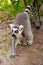 lemur with bright orange eyes