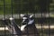 A lemur in a cage in a zoo