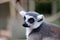 Lemur in captivity
