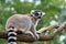 Lemur Catta