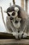 Lemur catta