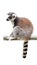 LEMUR CATTA