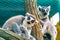 Lemur catta animal, detail of head. Mammal naturally living on Madagascar