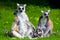 Lemur Catta Family