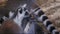 Lemur catta huddle together. A group of Ring-tailed lemurs cleans its fur