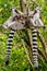 Lemur catta of Madagascar