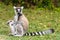 Lemur catta of Madagascar