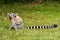 Lemur catta of Madagascar