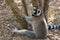 Lemur Catta Maki, endemic monkey of Madagascar