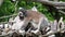 Lemur catta monkey cleans its fur. The ring-tailed lemur Lemur catta