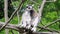 Lemur catta monkey. The ring-tailed lemur Lemur catta