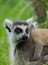 Lemur catta / Ring Tailed Lemur