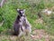 Lemur catta sitting in the grass