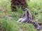 Lemur catta sitting in the grass