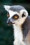 Lemur catta, zoological garden, Troja district, Prague, Czech republic
