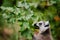 Lemur cattta, ring tailed lemur, feeding on leaves of Uncarina decaryi