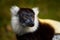 Lemur - close-up face head detail with yellow eye. Black-and-white ruffed lemur, endangered species endemic to