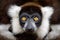 Lemur - close-up face head detail with yellow eye. Black-and-white ruffed lemur, Varecia variegata, endangered species endemic to