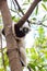 Lemur Coquerel`s sifaka Propithecus coquereli