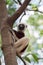 Lemur Coquerel`s sifaka Propithecus coquereli