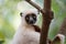 Lemur Coquerel`s sifaka Propithecus coquereli