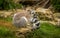 Lemur at Cotswold Wildlife Park and Gardens