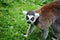 Lemur crouching and staring