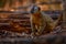 Lemur detail close-up portrait. Red-fronted brown Lemurs, Eulemur fulvus rufus, Kirindy Forest in Madagascar. Grey brown monkey on