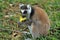 Lemur eating banana in Madagascar, Africa