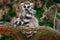 Lemur face, close-up portrait of Madagascar monkey.  Ring-tailed Lemur, Lemur catta, with green clear background. Animal from