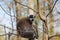 Lemur face portrait, sitting on a tree branch