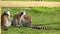 Lemur Family on Grass