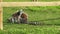 Lemur Family on the Grass