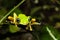 Lemur Frog, large eyes on leaf