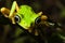 Lemur Frog, large eyes on leaf