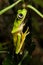 Lemur Frog, large eyes on leaf, vertical pose