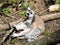 Lemur grooming at Monkeyland on Garden Route, South Africa