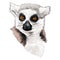 Lemur head sketch vector