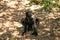 Lemur Indri indri, babakoto largest lemur from Madagascar