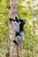 Lemur Indri, Madagascar wildlife animal