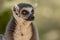 Lemur from the island of Madagascar