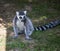 Lemur isolated sits on the grass.