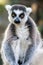 Lemur Kata Portrait