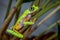 Lemur leaf frog